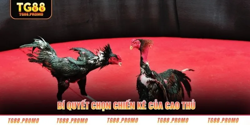 Bí quyết chọn chiến kê của cao thủ