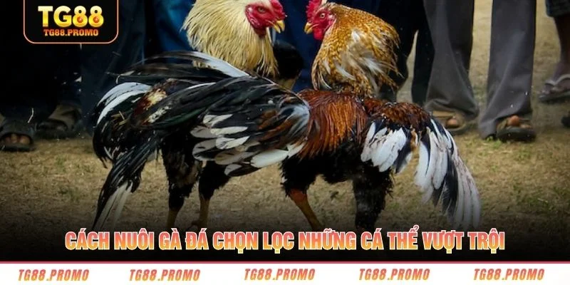 Cách nuôi gà đá chọn lọc những cá thể vượt trội