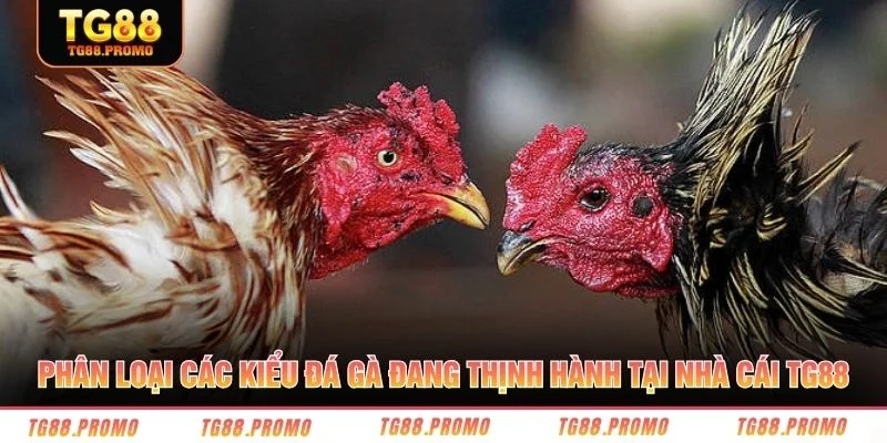 Phân loại các kiểu đá gà đang thịnh hành tại nhà cái TG88