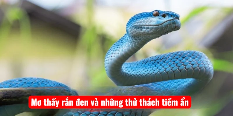 Mơ thấy rắn đen và những thử thách tiềm ẩn